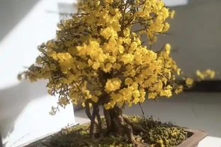 2種「樹」養客廳，年後枝頭「開花」，開花期長達「2個月」，太漂亮