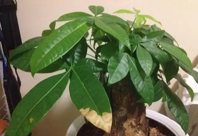 發財樹長不好?每月喂幾口「小酒」,不腐根不黃葉,嫩芽竄不停!