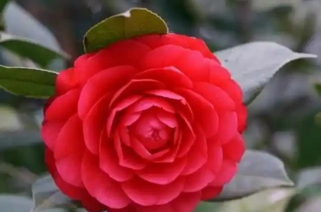 茶花花蕾期間,噴施磷酸二氫鉀,複合這幾個條件,噴施效果開花棒