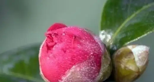茶花花蕾期間,噴施磷酸二氫鉀,複合這幾個條件,噴施效果開花棒
