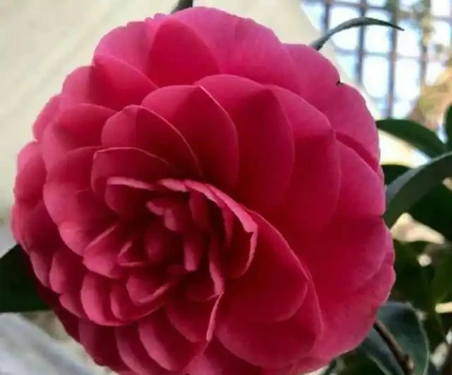 茶花花蕾期間,噴施磷酸二氫鉀,複合這幾個條件,噴施效果開花棒