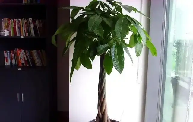 發財樹長不好?每月喂幾口「小酒」,不腐根不黃葉,嫩芽竄不停!