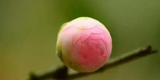 茶花花蕾期間,噴施磷酸二氫鉀,複合這幾個條件,噴施效果開花棒