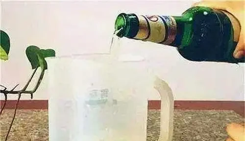 發財樹長不好?每月喂幾口「小酒」,不腐根不黃葉,嫩芽竄不停!