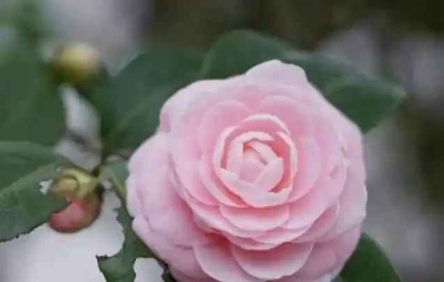茶花花蕾期間,噴施磷酸二氫鉀,複合這幾個條件,噴施效果開花棒
