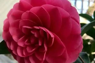 茶花花蕾期間，噴施磷酸二氫鉀，複合這幾個條件，噴施效果開花棒