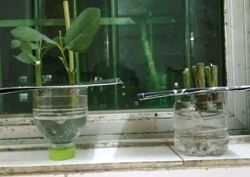11月份水插的玫瑰花生根了，方法如下