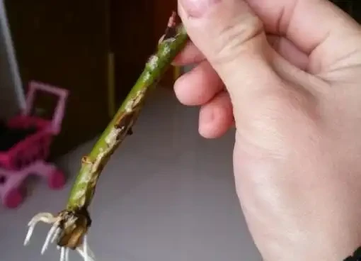 11月份水插的玫瑰花生根了，方法如下