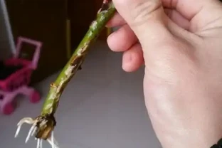 11月份水插的玫瑰花生根了，方法如下
