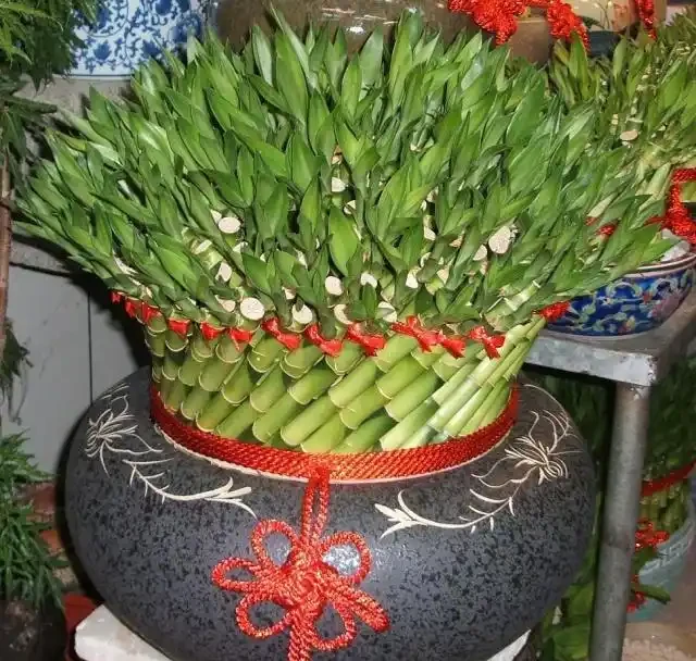 節節高杆子發黃