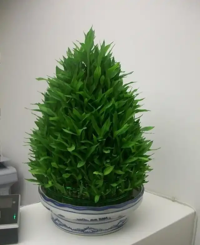節節高杆子發黃