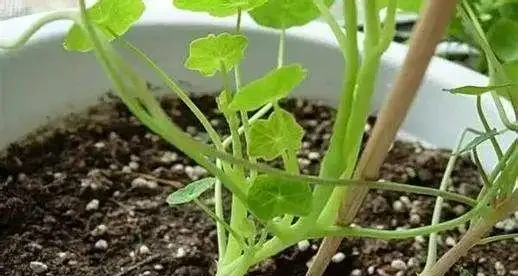 養花不能亂施肥,會用3種「花肥」,不黃葉,長得旺,開花猛