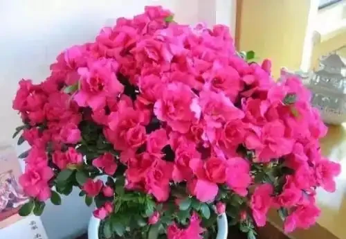 養花不能亂施肥,會用3種「花肥」,不黃葉,長得旺,開花猛