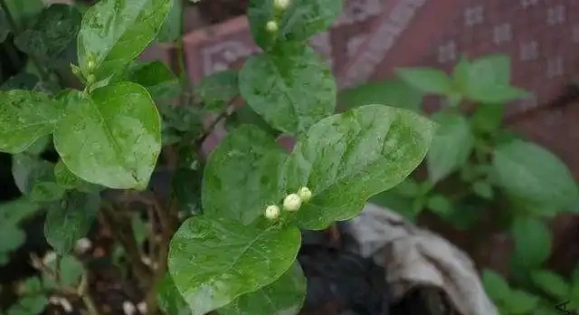 養花不能亂施肥,會用3種「花肥」,不黃葉,長得旺,開花猛