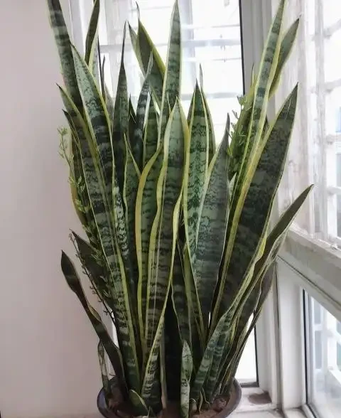 養花不能亂施肥,會用3種「花肥」,不黃葉,長得旺,開花猛