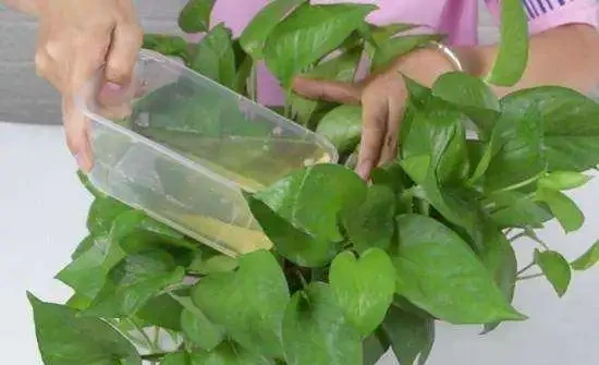 養花不能亂施肥,會用3種「花肥」,不黃葉,長得旺,開花猛