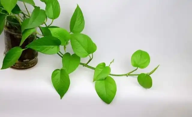 養花不能亂施肥,會用3種「花肥」,不黃葉,長得旺,開花猛