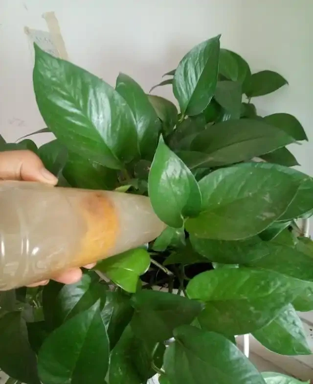 養花不能亂施肥,會用3種「花肥」,不黃葉,長得旺,開花猛