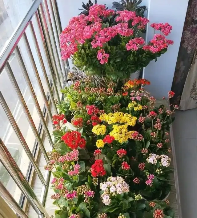 養花不能亂施肥,會用3種「花肥」,不黃葉,長得旺,開花猛