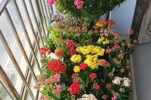 養花不能亂施肥，會用3種「花肥」，不黃葉，長得旺，開花猛