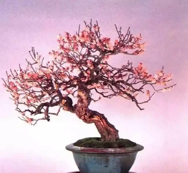養這3種「樹」，春天就「開花」，花香四溢，第2種：10大花卉之首