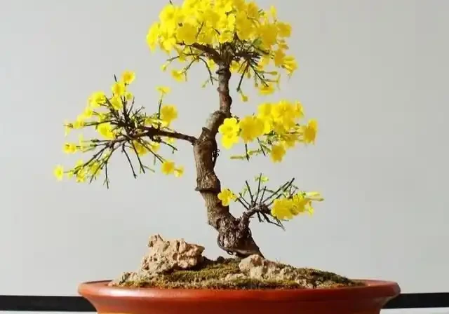 養這3種「樹」，春天就「開花」，花香四溢，第2種：10大花卉之首