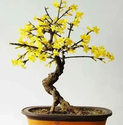養這3種「樹」，春天就「開花」，花香四溢，第2種：10大花卉之首