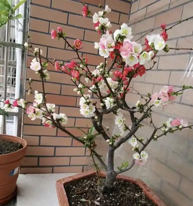 養這3種「樹」，春天就「開花」，花香四溢，第2種：10大花卉之首