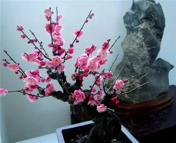 養這3種「樹」，春天就「開花」，花香四溢，第2種：10大花卉之首