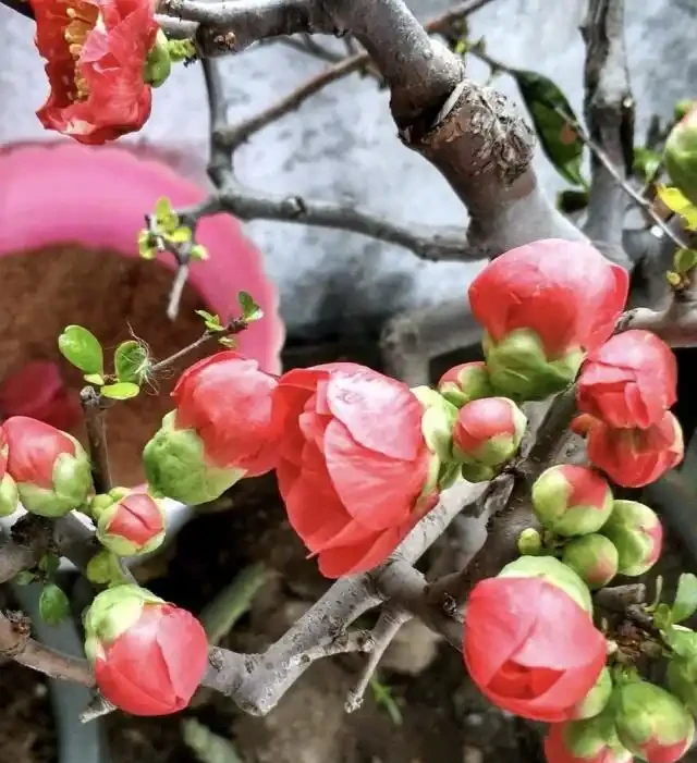 養這3種「樹」，春天就「開花」，花香四溢，第2種：10大花卉之首