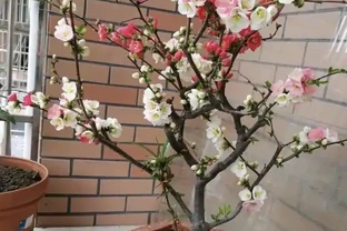 養這3種「樹」，春天就「開花」，花香四溢，第2種：10大花卉之首