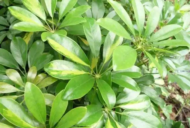 鵝掌藤長側芽