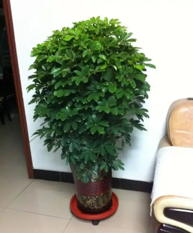 鵝掌藤長側芽