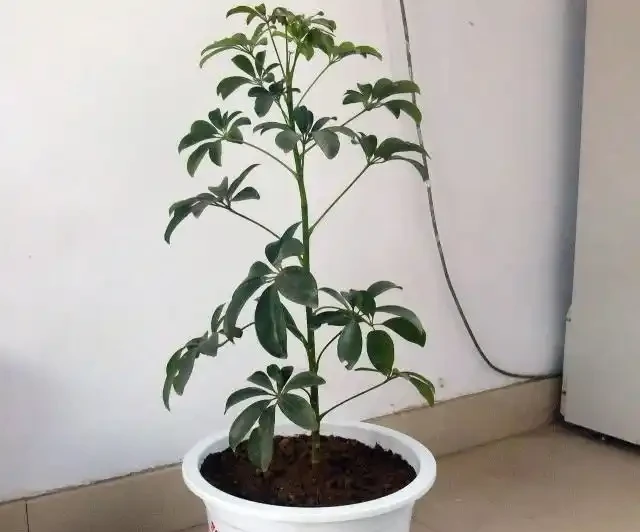 鵝掌藤長側芽