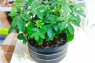 春天怎樣讓鵝掌藤多長側芽？這三步走起！