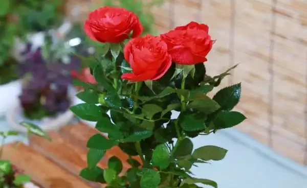 玫瑰花掉葉子怎麼回事,千萬別忽視環境,以免出現大問題