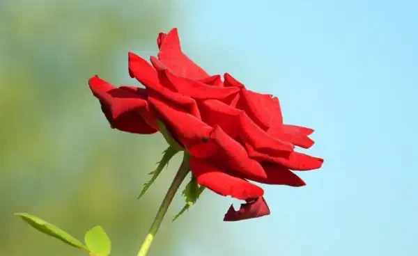 玫瑰花掉葉子怎麼回事,千萬別忽視環境,以免出現大問題