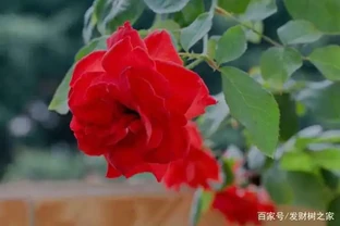 玫瑰花掉葉子怎麼回事，千萬別忽視環境，以免出現大問題
