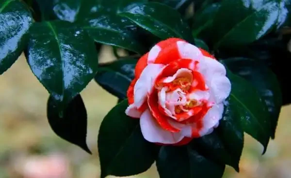 茶花掉葉子怎麼辦,針對四個不同原因對症下藥