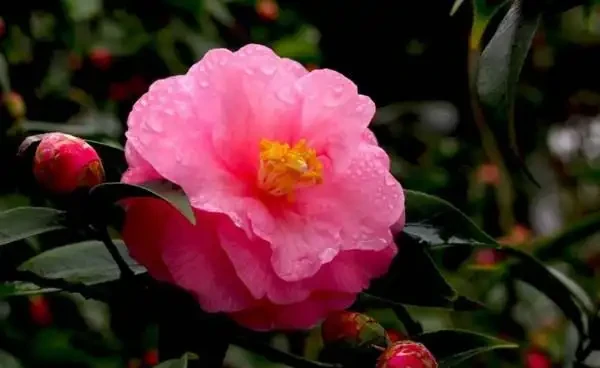 茶花掉葉子怎麼辦,針對四個不同原因對症下藥