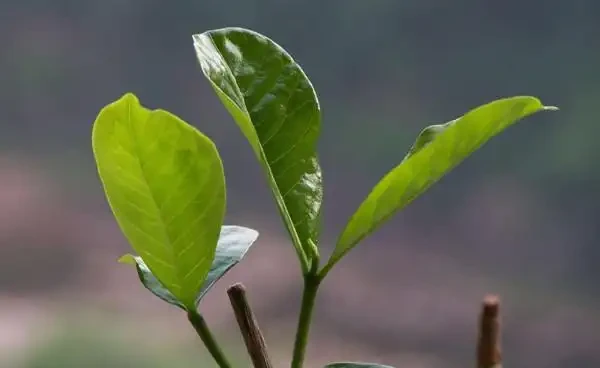 花葉子發黃什麼原因，不要瞎用藥，四個辦法就可解決！