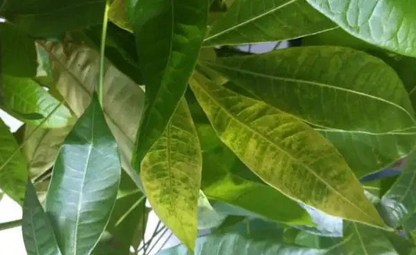 花葉子發黃什麼原因，不要瞎用藥，四個辦法就可解決！