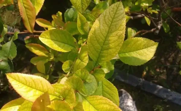 花葉子發黃什麼原因，不要瞎用藥，四個辦法就可解決！