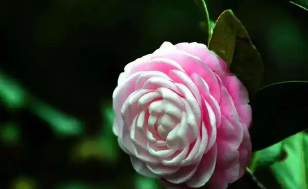 茶花掉葉子怎麼辦,針對四個不同原因對症下藥
