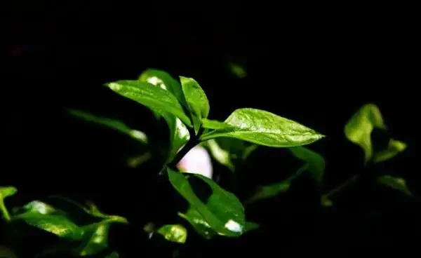花葉子發黃什麼原因，不要瞎用藥，四個辦法就可解決！
