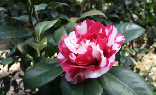 茶花掉葉子怎麼辦,針對四個不同原因對症下藥