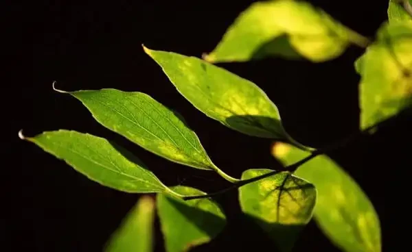 花葉子發黃什麼原因，不要瞎用藥，四個辦法就可解決！