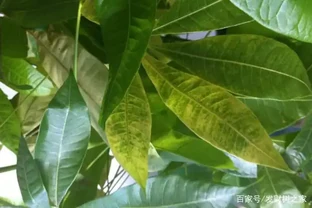 花葉子發黃什麼原因，不要瞎用藥，四個辦法就可解決！