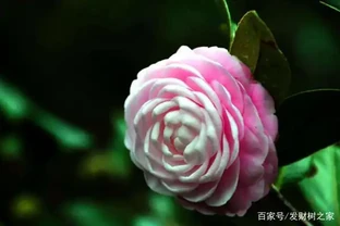 茶花掉葉子怎麼辦，針對四個不同原因對症下藥