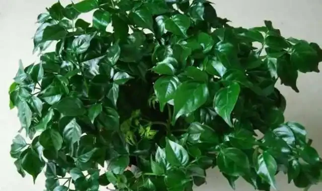 養幸福樹,發財樹,用上一點「白顆粒」,枝幹粗壯、葉片油汪汪!